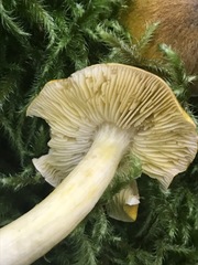 Tricholoma