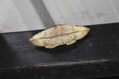 Erebidae