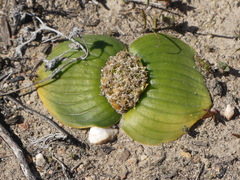 Massonia