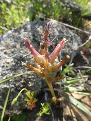 Lachenalia orchioides
