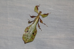 Pulchriphyllium bioculatum