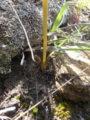 Lachenalia orchioides