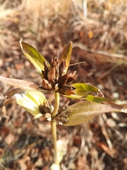 Gentiana macrophylla