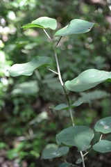 Coccoloba acapulcensis