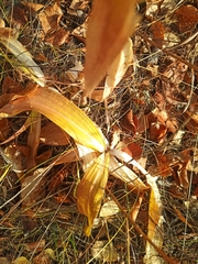 Gentiana macrophylla