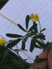 Medicago falcata