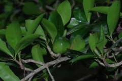 Hyperacanthus amoenus