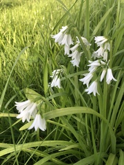 Allium triquetrum
