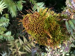 Macromitrium longipes