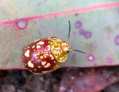Paropsis maculata