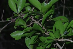 Hyperacanthus amoenus