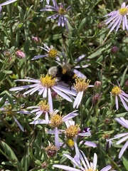 Aster pyrenaeus
