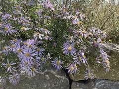 Aster pyrenaeus