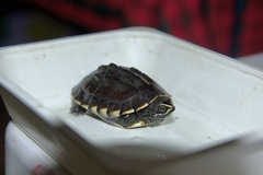 Malayemys macrocephala