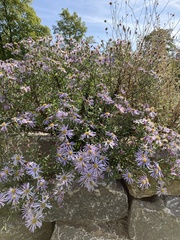 Aster pyrenaeus