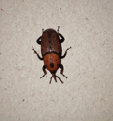Rhynchophorus ferrugineus