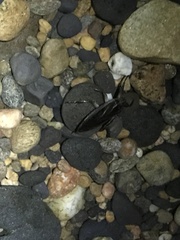 Lethocerus americanus