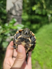 Malayemys macrocephala