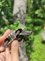 Malayemys macrocephala