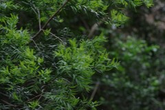 Afrocarpus falcatus