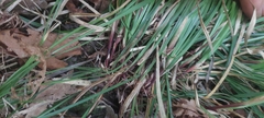 Carex pedunculata