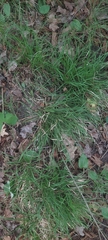 Carex pedunculata