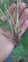 Carex pedunculata