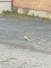 Streptopelia decaocto