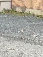 Streptopelia decaocto