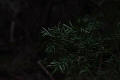Afrocarpus falcatus