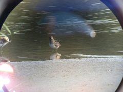 Calidris falcinellus