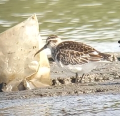 Calidris falcinellus