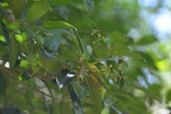 Chiococca phaenostemon
