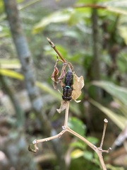 Odontomyia
