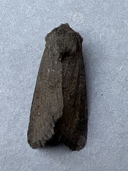 Aporophyla lutulenta