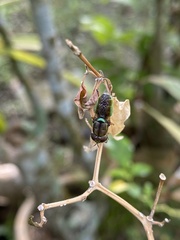 Odontomyia