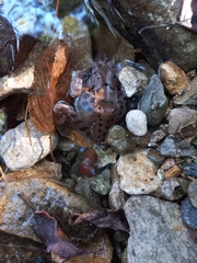Rana huanrensis