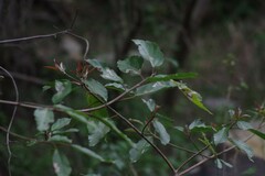 Ficus sur