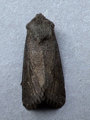 Aporophyla lutulenta