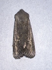 Aporophyla lutulenta