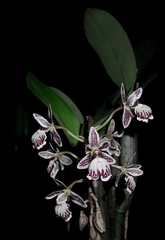 Epidendrum marmoratum