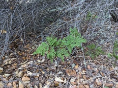 Pentagramma triangularis
