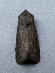Aporophyla lutulenta