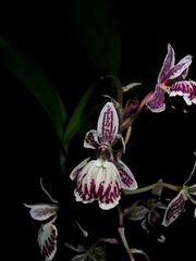 Epidendrum marmoratum