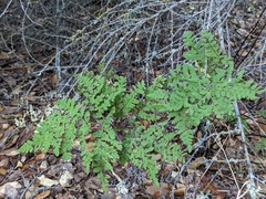 Pentagramma triangularis