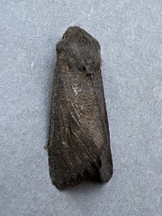 Aporophyla lutulenta
