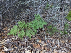 Pentagramma triangularis