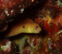 Gymnothorax melatremus