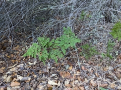 Pentagramma triangularis