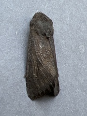 Aporophyla lutulenta